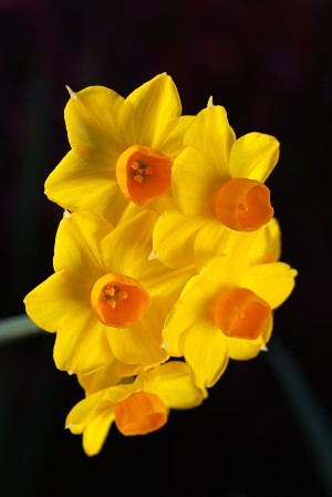 Jonquils Of Spring